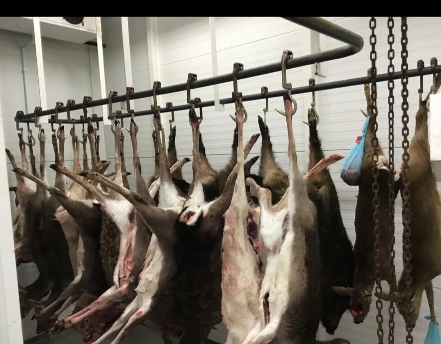 Vilt som hänger för mörning i depåns kylrum
