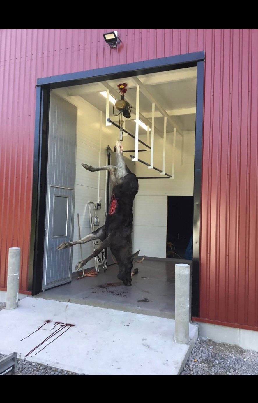 Älg hissas in i anläggningen med travers